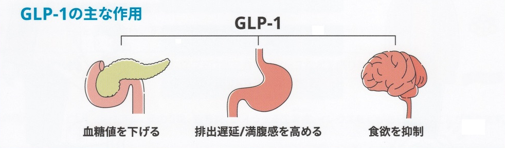 GLP-1とは？